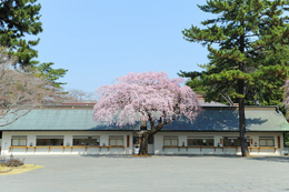 D䉺